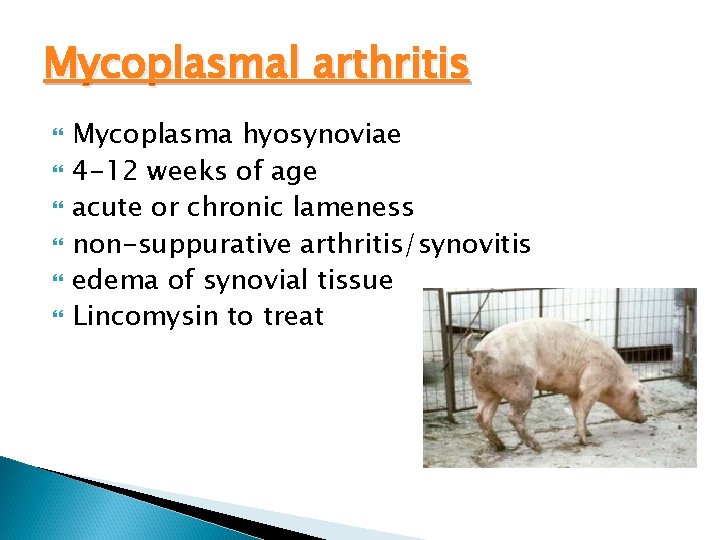 Mycoplasmal arthritis Mycoplasma hyosynoviae 4 -12 weeks of age acute or chronic lameness non-suppurative