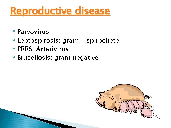 Reproductive disease Parvovirus Leptospirosis: gram - spirochete PRRS: Arterivirus Brucellosis: gram negative 