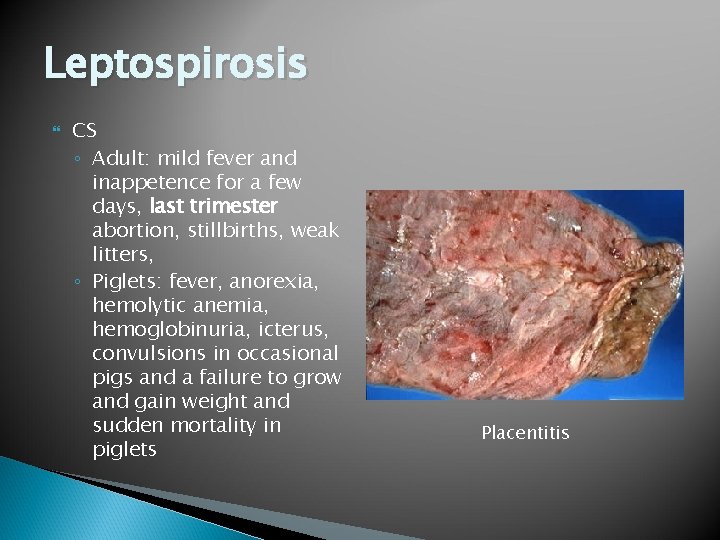 Leptospirosis CS ◦ Adult: mild fever and inappetence for a few days, last trimester