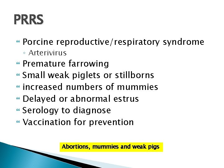 PRRS Porcine reproductive/respiratory syndrome ◦ Arterivirus Premature farrowing Small weak piglets or stillborns increased
