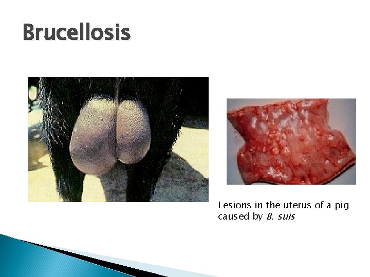 Brucellosis Lesions in the uterus of a pig caused by B. suis 