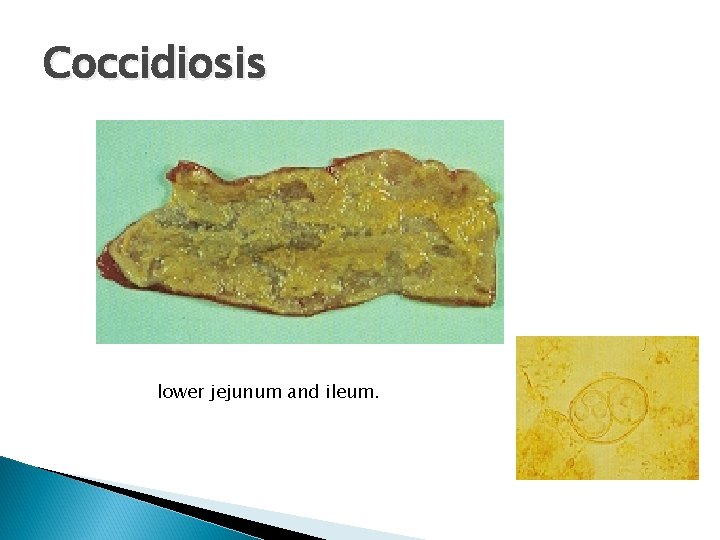 Coccidiosis lower jejunum and ileum. 