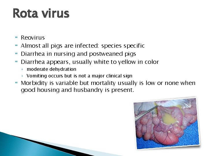 Rota virus Reovirus Almost all pigs are infected: species specific Diarrhea in nursing and
