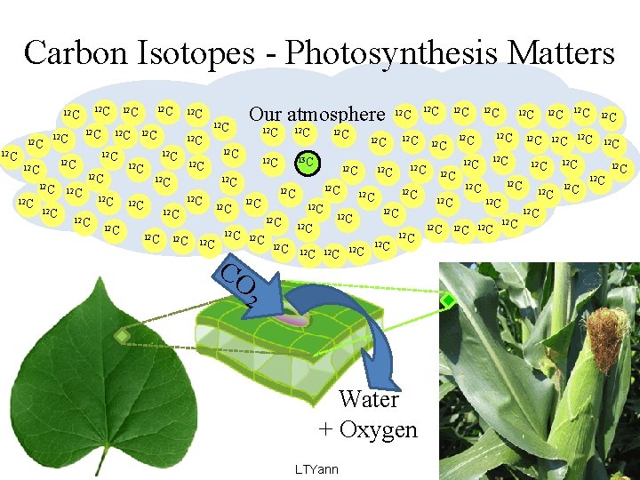 Carbon Isotopes - Photosynthesis Matters 12 C 12 C 12 C 12 C 12