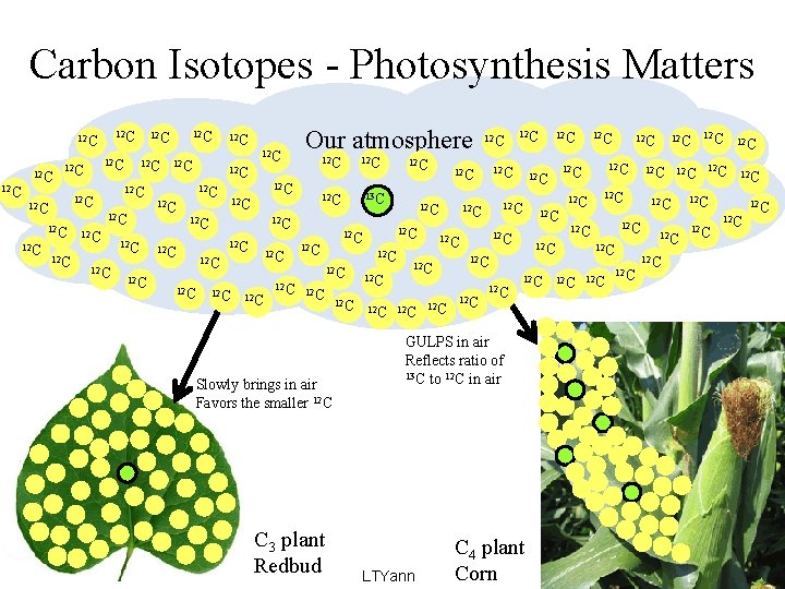 Carbon Isotopes - Photosynthesis Matters 12 C 12 C 12 C 12 C 12
