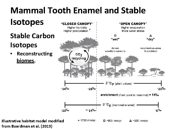 Mammal Tooth Enamel and Stable Isotopes Stable Carbon Isotopes • Reconstructing biomes. Illustrative habitat