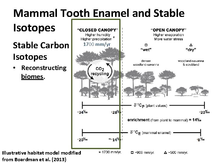 Mammal Tooth Enamel and Stable Isotopes Stable Carbon Isotopes • Reconstructing biomes. Illustrative habitat