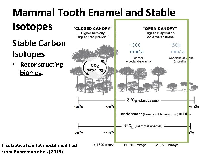 Mammal Tooth Enamel and Stable Isotopes Stable Carbon Isotopes • Reconstructing biomes. Illustrative habitat