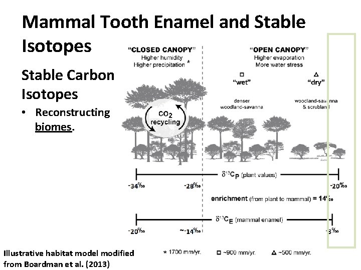 Mammal Tooth Enamel and Stable Isotopes Stable Carbon Isotopes • Reconstructing biomes. Illustrative habitat