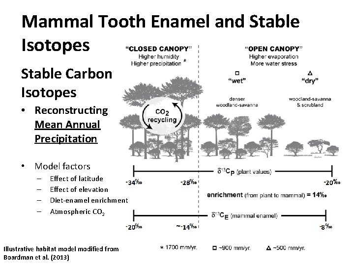 Mammal Tooth Enamel and Stable Isotopes Stable Carbon Isotopes • Reconstructing Mean Annual Precipitation