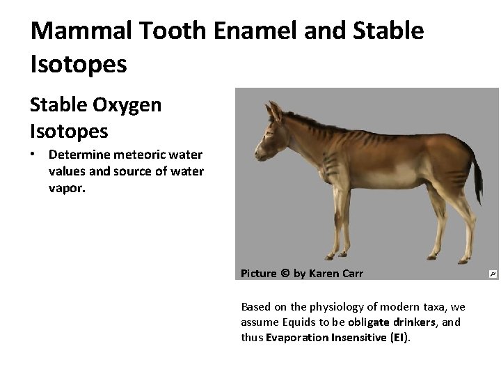 Mammal Tooth Enamel and Stable Isotopes Stable Oxygen Isotopes • Determine meteoric water values