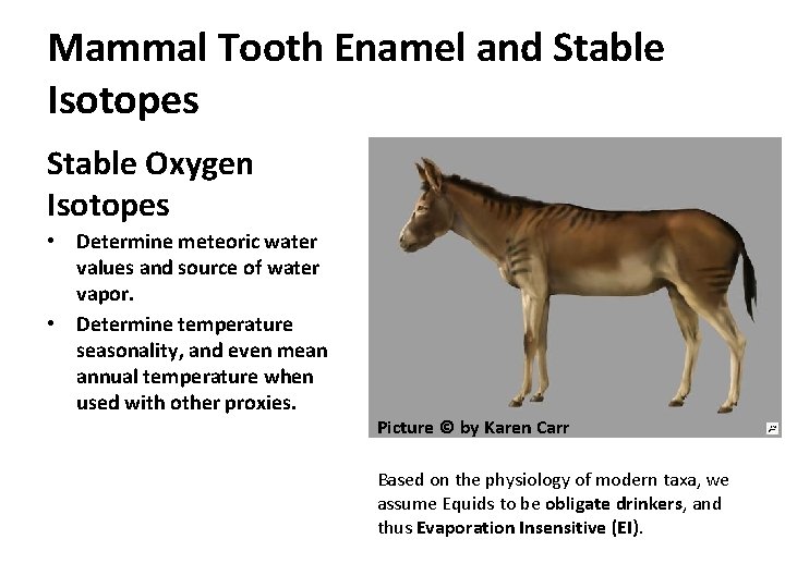 Mammal Tooth Enamel and Stable Isotopes Stable Oxygen Isotopes • Determine meteoric water values
