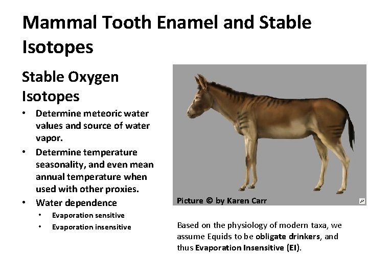Mammal Tooth Enamel and Stable Isotopes Stable Oxygen Isotopes • Determine meteoric water values