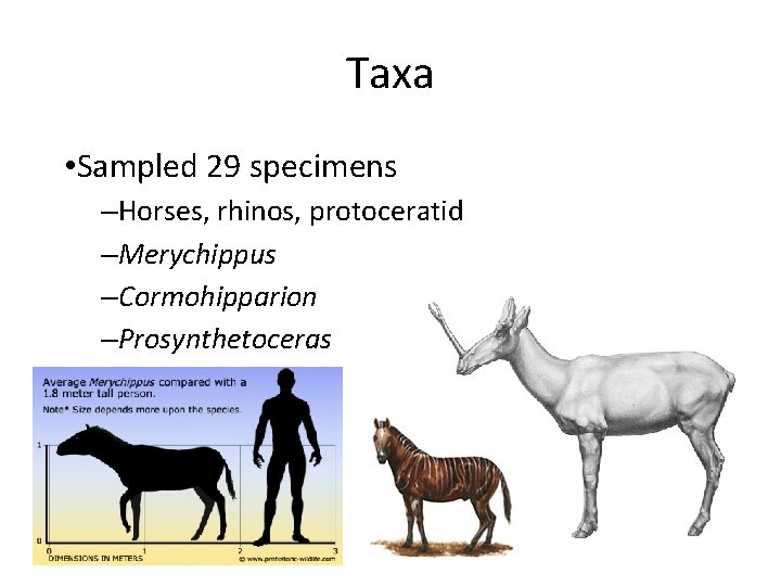Taxa • Sampled 29 specimens –Horses, rhinos, protoceratid –Merychippus –Cormohipparion –Prosynthetoceras 