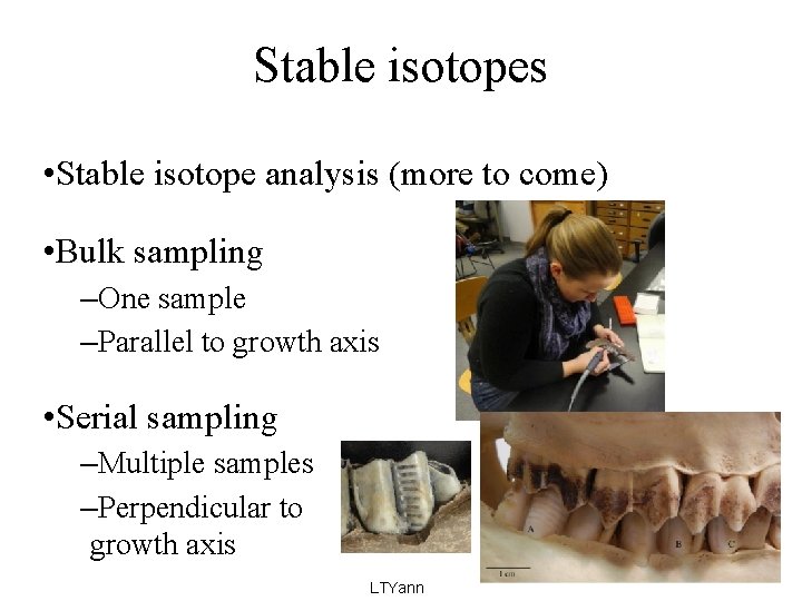 Stable isotopes • Stable isotope analysis (more to come) • Bulk sampling –One sample