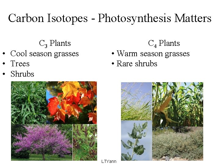 Carbon Isotopes - Photosynthesis Matters C 3 Plants • Cool season grasses • Trees