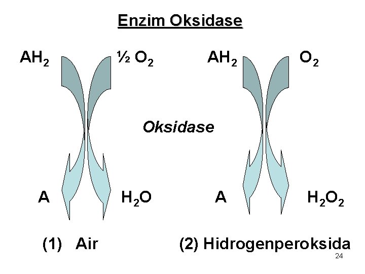 Enzim Oksidase AH 2 ½ O 2 AH 2 Oksidase A (1) Air H