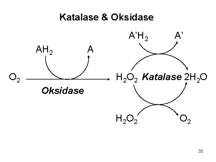 Katalase & Oksidase A’H 2 AH 2 O 2 A’ A H 2 O