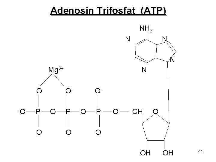 Adenosin Trifosfat (ATP) NH 2 N N N Mg 2+ O-O P O N