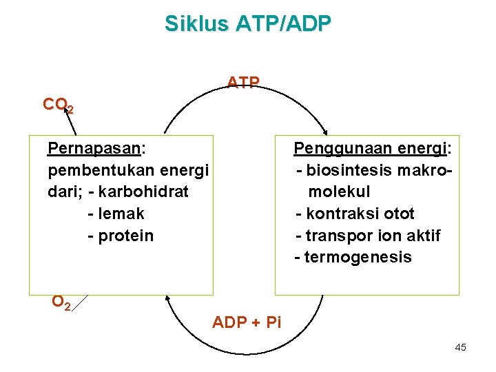 Siklus ATP/ADP ATP CO 2 Pernapasan: pembentukan energi dari; - karbohidrat - lemak -