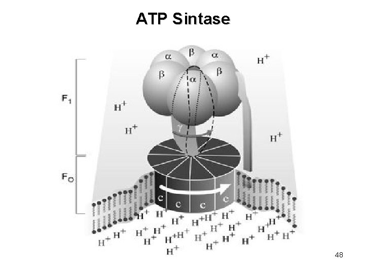 ATP Sintase 48 