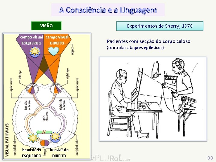 A Consciência e a Linguagem VISÃO campo visual ESQUERDO DIREITO Experimentos de Sperry, 1970