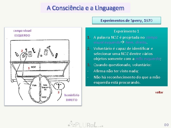 A Consciência e a Linguagem Experimentos de Sperry, 1970 campo visual ESQUERDO 1. 2.