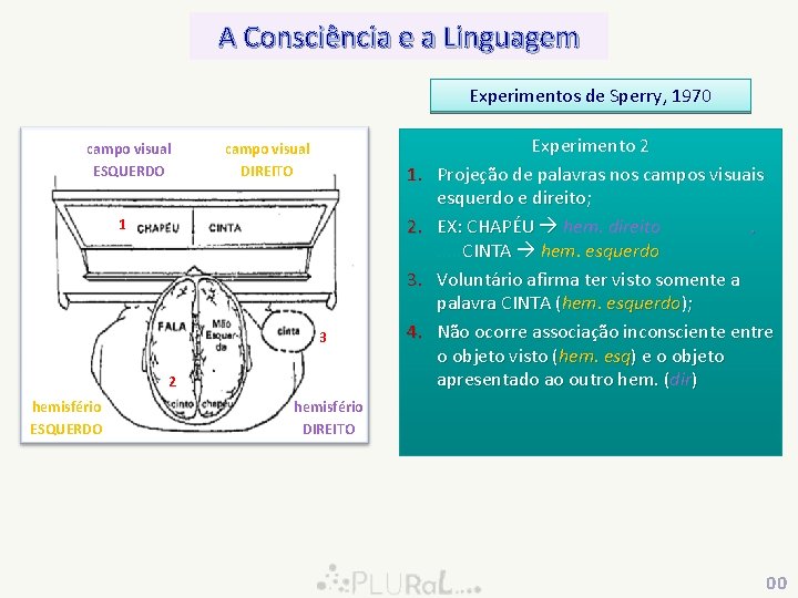 A Consciência e a Linguagem Experimentos de Sperry, 1970 campo visual ESQUERDO campo visual