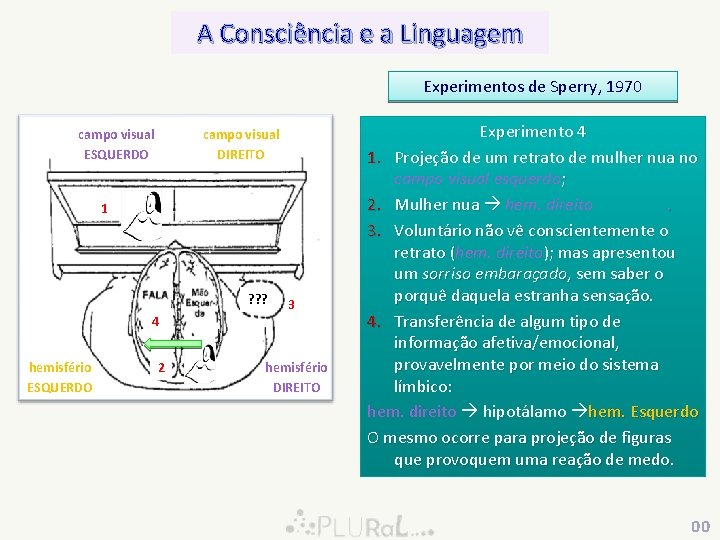 A Consciência e a Linguagem Experimentos de Sperry, 1970 campo visual ESQUERDO campo visual