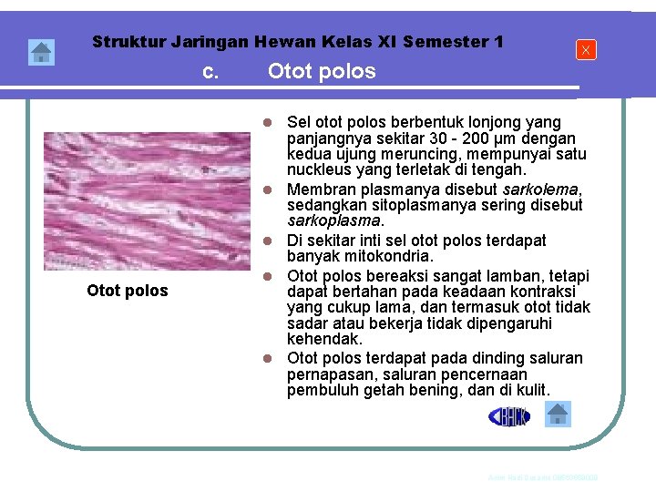 Struktur Jaringan Hewan Kelas XI Semester 1 c. Otot polos l l l Otot