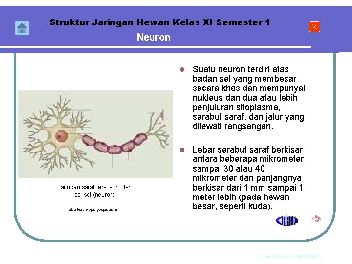 Struktur Jaringan Hewan Kelas XI Semester 1 X Neuron Jaringan saraf tersusun oleh sel-sel