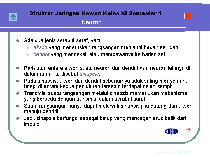 Struktur Jaringan Hewan Kelas XI Semester 1 X Neuron l Ada dua jenis serabut