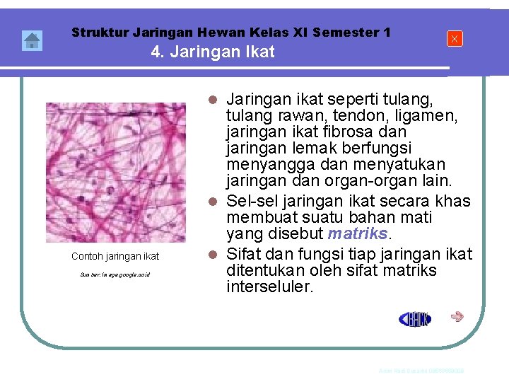 Struktur Jaringan Hewan Kelas XI Semester 1 4. Jaringan Ikat X Jaringan ikat seperti