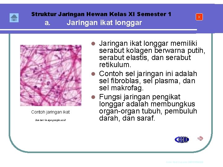 Struktur Jaringan Hewan Kelas XI Semester 1 a. Jaringan ikat longgar X Jaringan ikat