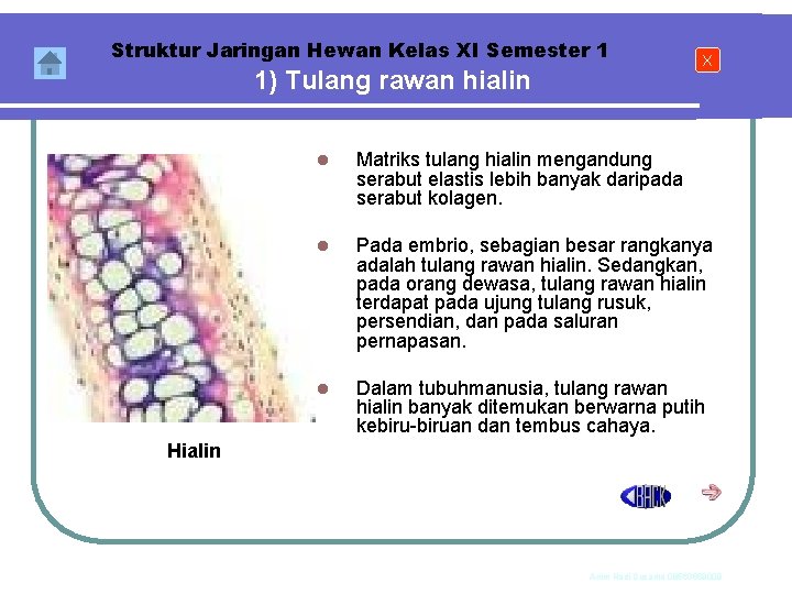 Struktur Jaringan Hewan Kelas XI Semester 1 1) Tulang rawan hialin X l Matriks