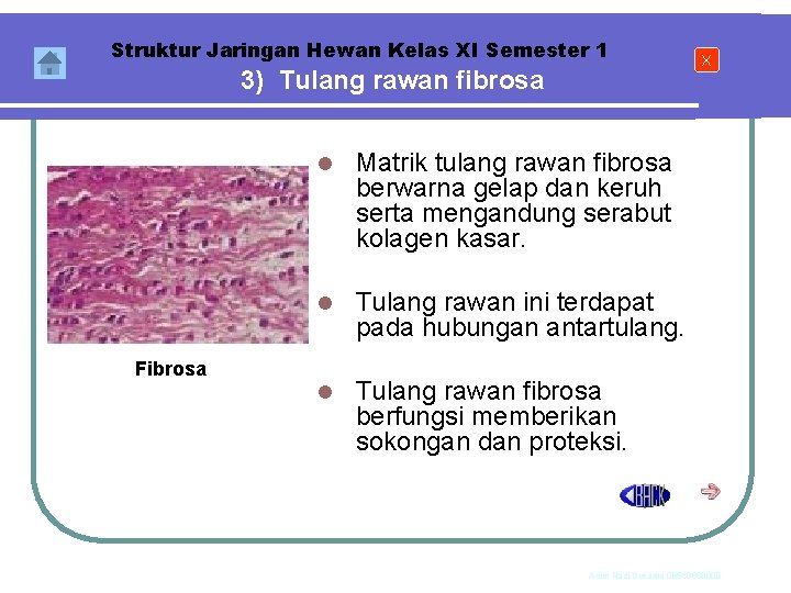 Struktur Jaringan Hewan Kelas XI Semester 1 3) Tulang rawan fibrosa Fibrosa l Matrik