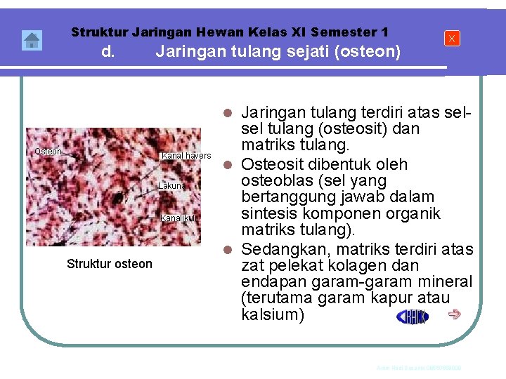 Struktur Jaringan Hewan Kelas XI Semester 1 d. Jaringan tulang sejati (osteon) X Jaringan