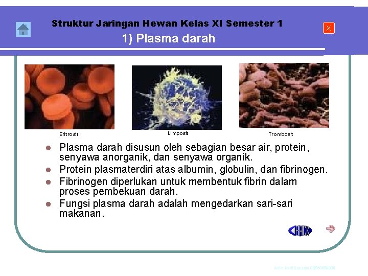 Struktur Jaringan Hewan Kelas XI Semester 1 1) Plasma darah Eritrosit Limposit X Trombosit