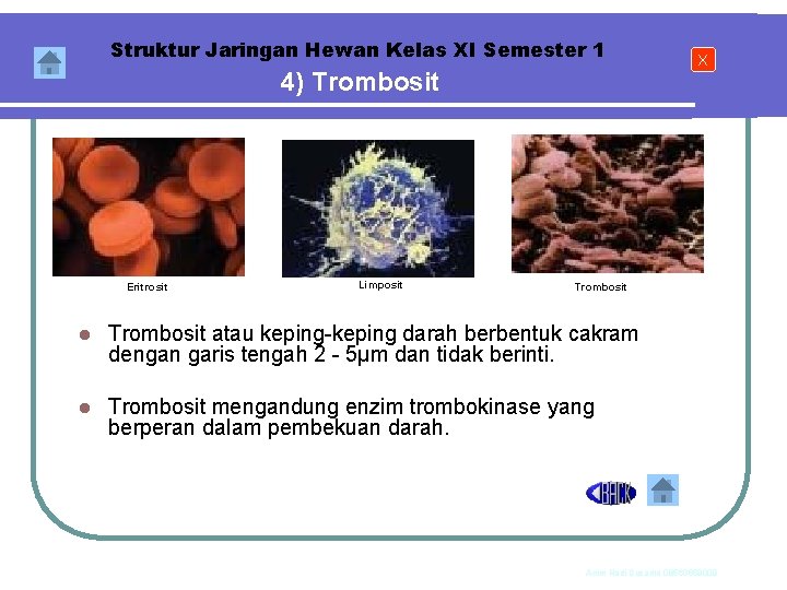 Struktur Jaringan Hewan Kelas XI Semester 1 4) Trombosit Eritrosit Limposit X Trombosit l