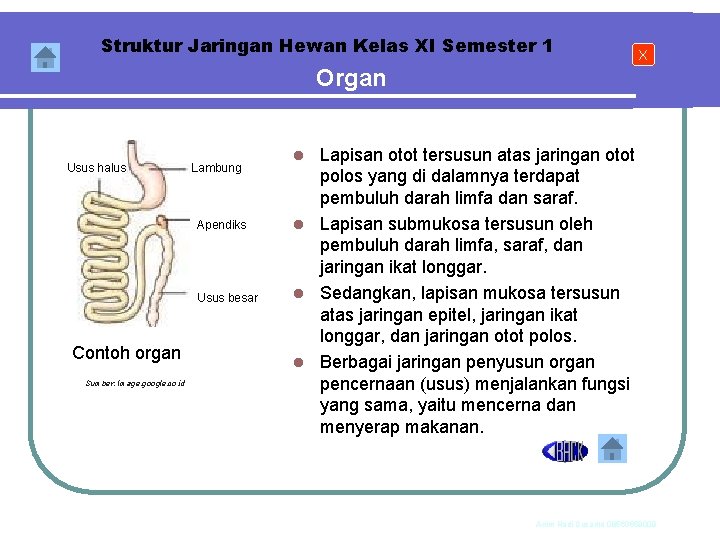 Struktur Jaringan Hewan Kelas XI Semester 1 X Organ Usus halus Lambung Apendiks Usus