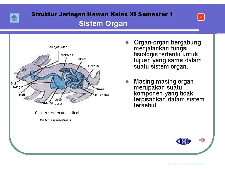 Struktur Jaringan Hewan Kelas XI Semester 1 Sistem Organ Kelenjar ludah l Organ-organ bergabung