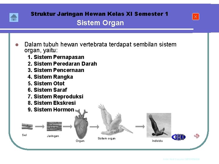 Struktur Jaringan Hewan Kelas XI Semester 1 Sistem Organ l X Dalam tubuh hewan