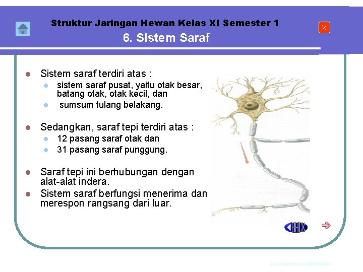 Struktur Jaringan Hewan Kelas XI Semester 1 6. Sistem Saraf l Sistem saraf terdiri