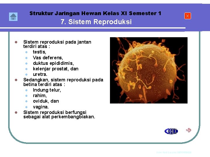 Struktur Jaringan Hewan Kelas XI Semester 1 7. Sistem Reproduksi l l l X