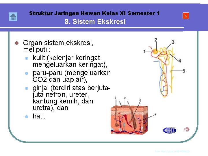 Struktur Jaringan Hewan Kelas XI Semester 1 8. Sistem Ekskresi l X Organ sistem