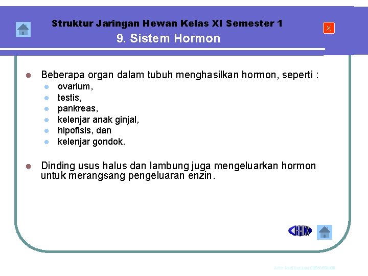 Struktur Jaringan Hewan Kelas XI Semester 1 9. Sistem Hormon l Beberapa organ dalam