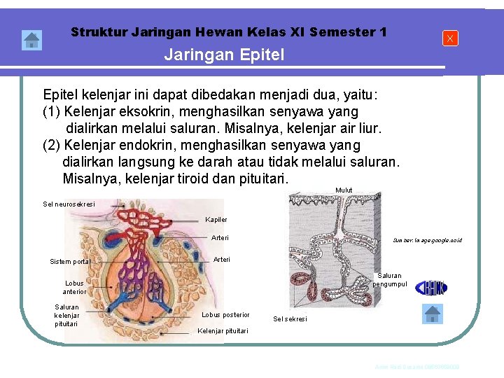 Struktur Jaringan Hewan Kelas XI Semester 1 X Jaringan Epitel kelenjar ini dapat dibedakan