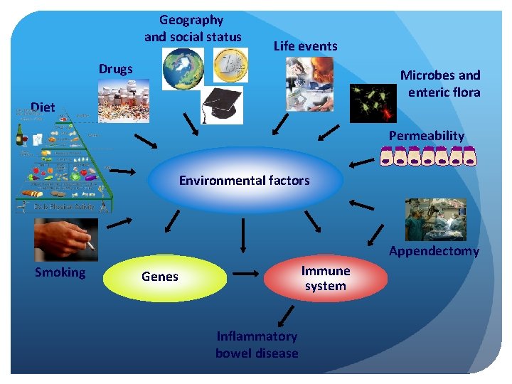 Geography and social status Life events Drugs Microbes and enteric flora Diet Permeability Environmental