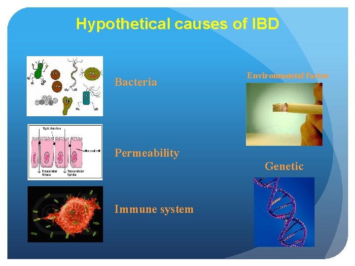 Hypothetical causes of IBD Bacteria Environmental factor Permeability Genetic Immune system 