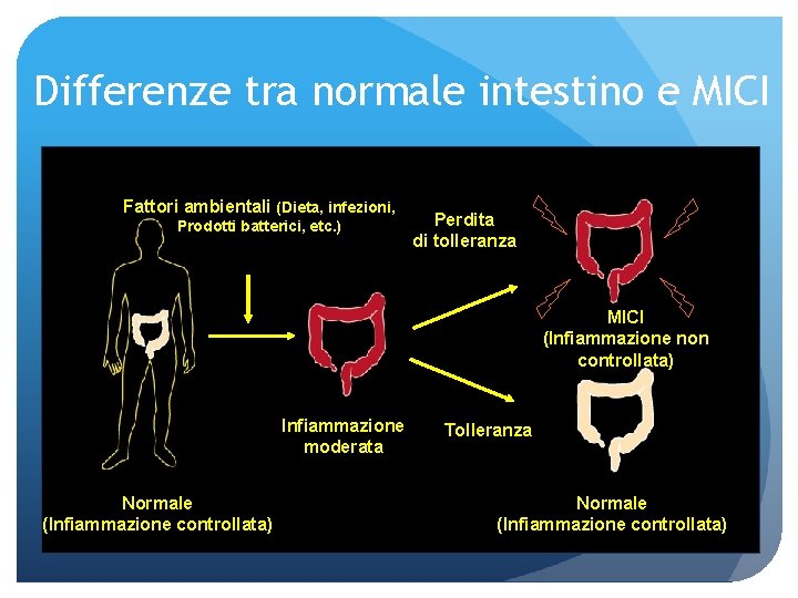 Differenze tra normale intestino e MICI Fattori ambientali (Dieta, infezioni, Prodotti batterici, etc. )